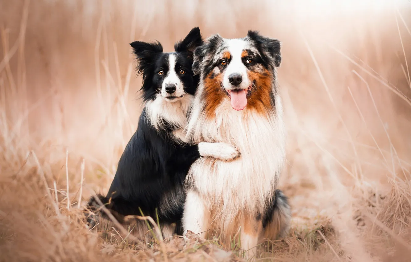 Фото обои собаки, друзья, австралийские овчарки