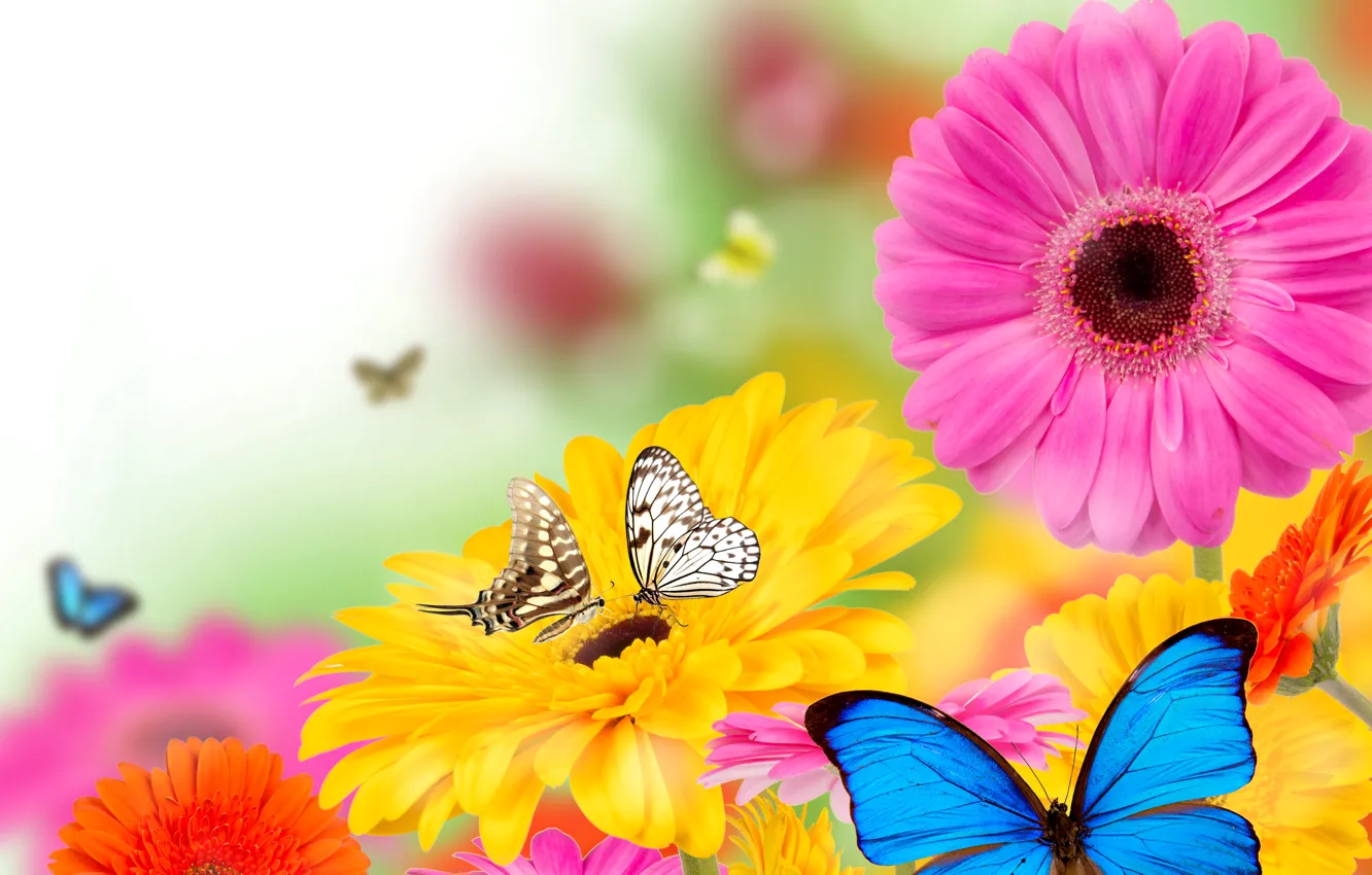 Фото обои бабочки, цветы, весна, colorful, flowers, spring, bright, butterflies