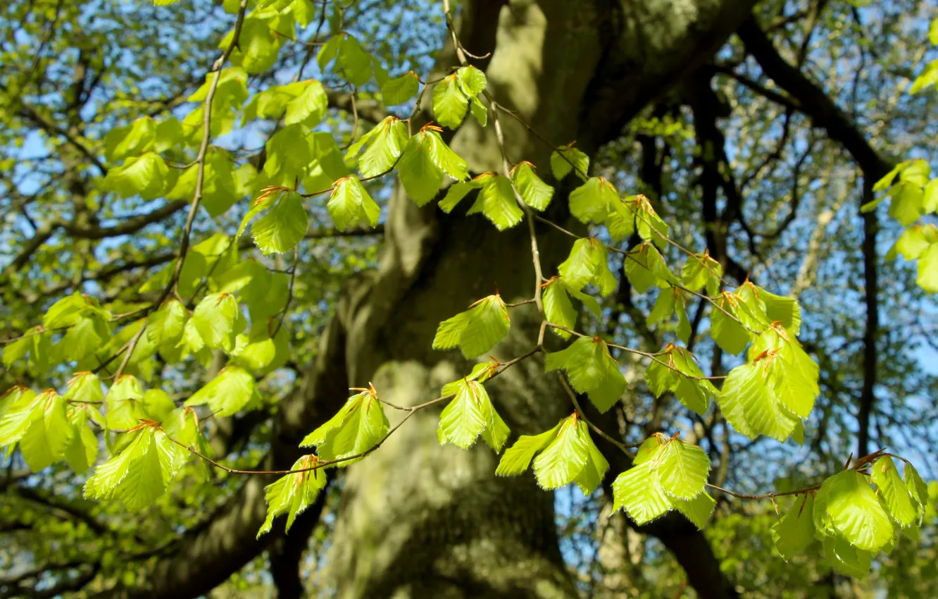 Фото обои green, leafs, spring, twig