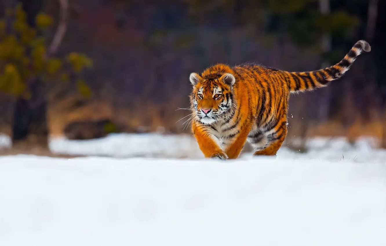 Фото обои зима, снег, тигр, молодой