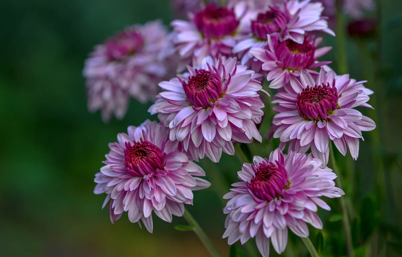 Фото обои цветы, розовые, клумба, астры