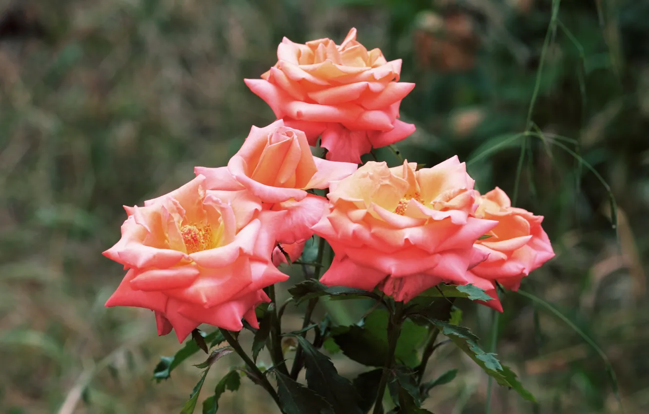 Фото обои цветы, розы, сад, розовые, боке