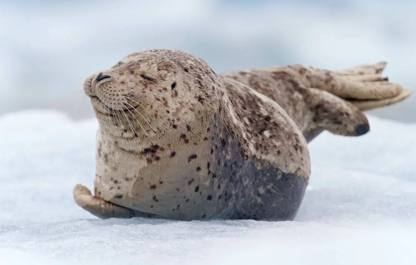 Фото обои снег, тюлень, малыш, лежит, морской котик, детеныш, в крапинку