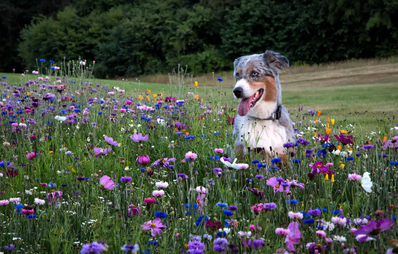Фото обои поле, цветы, друг, Австралийская овчарка, Аусси