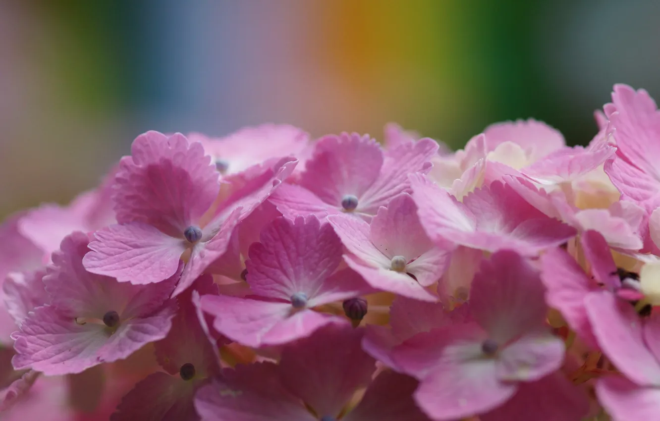 Фото обои цветок, макро, розовая, гортензия