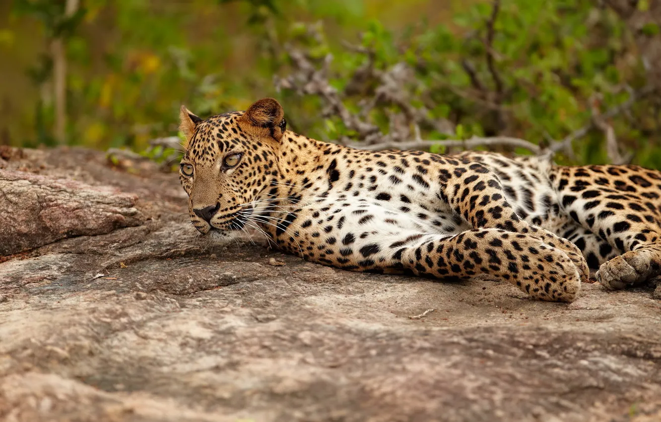 Фото обои отдых, камень, хищник, леопард