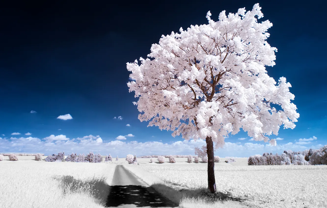 Фото обои небо, дерево, white, trees