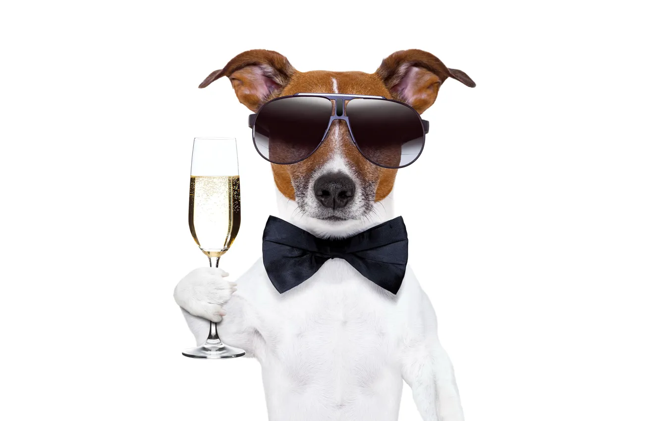 Фото обои бокал, собака, Новый Год, очки, шампанское, dog, New Year, Happy