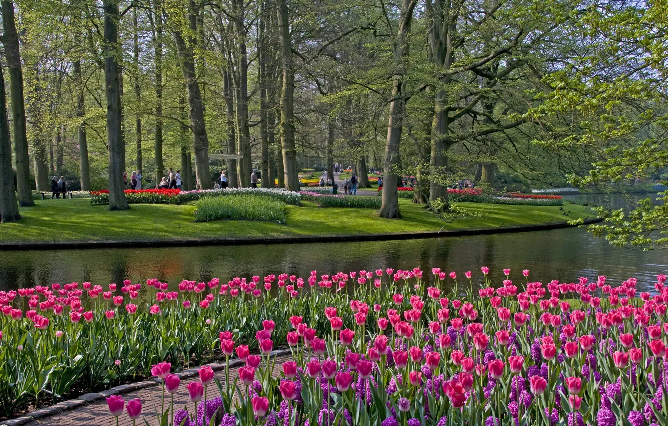 Фото обои трава, деревья, цветы, пруд, парк, тюльпаны, Netherlands, Keukenhof