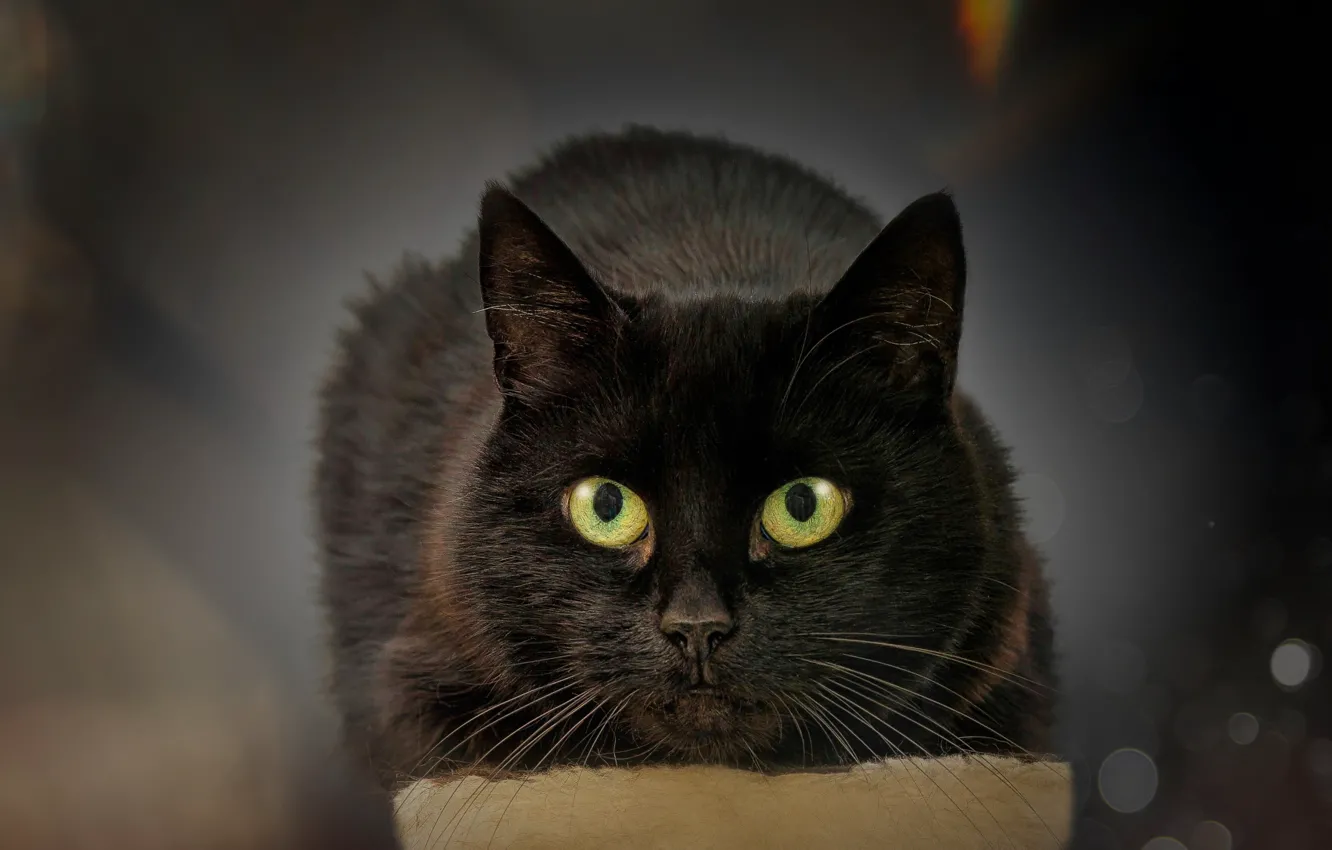 Фото обои кошка, кот, черный