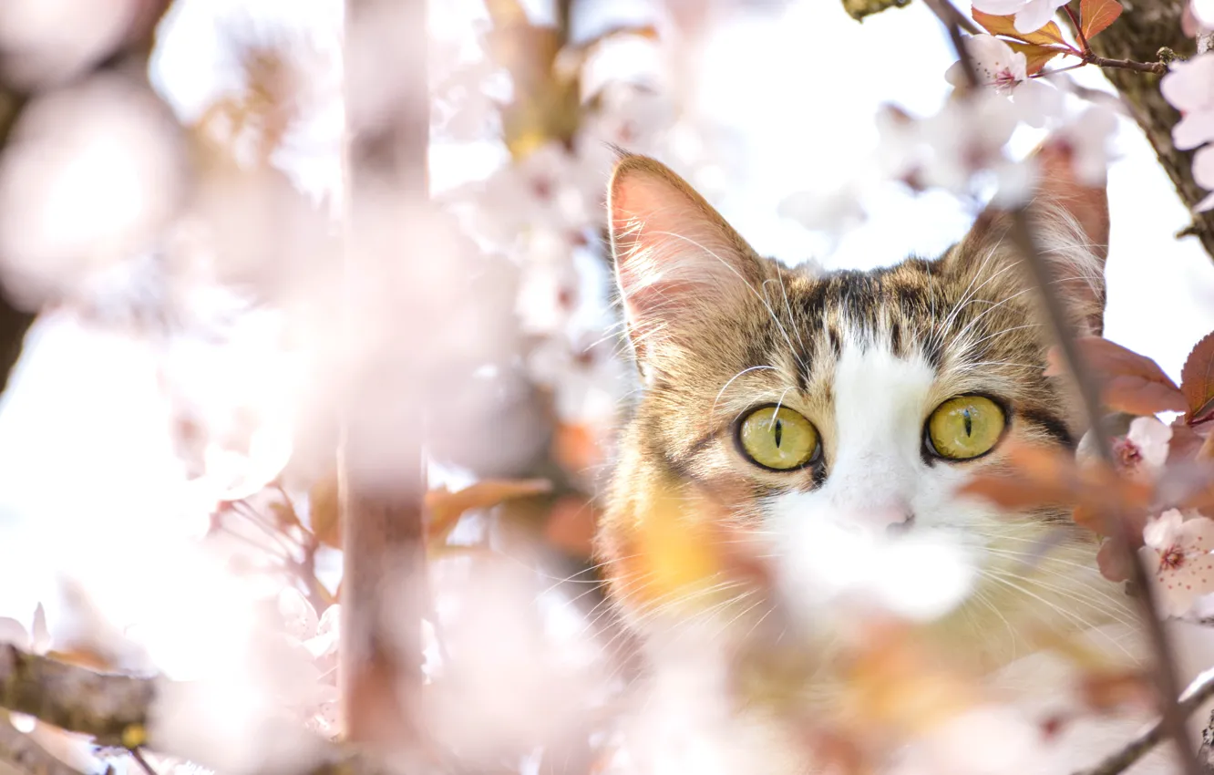 Фото обои глаза, кот, вишня, дерево, весна