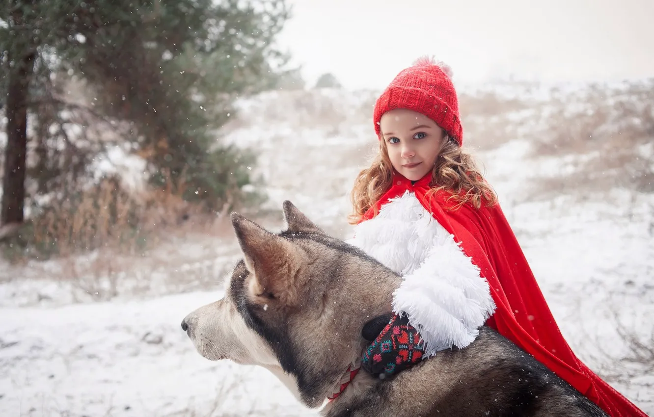 Фото обои зима, лес, снег, сказка, собака, пес, мех, ошейник