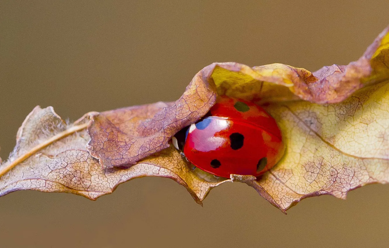 Фото обои autumn, leaf, ladybug, ladybird