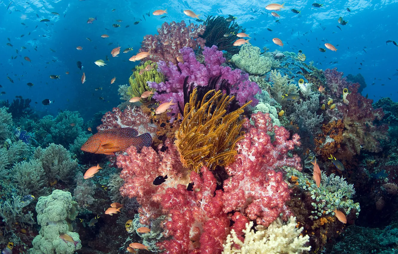 Фото обои море, рыбки, рыбы, кораллы, Подводный мир