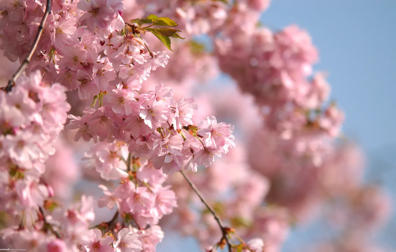 Фото обои небо, ветви, весна, розовые цветы
