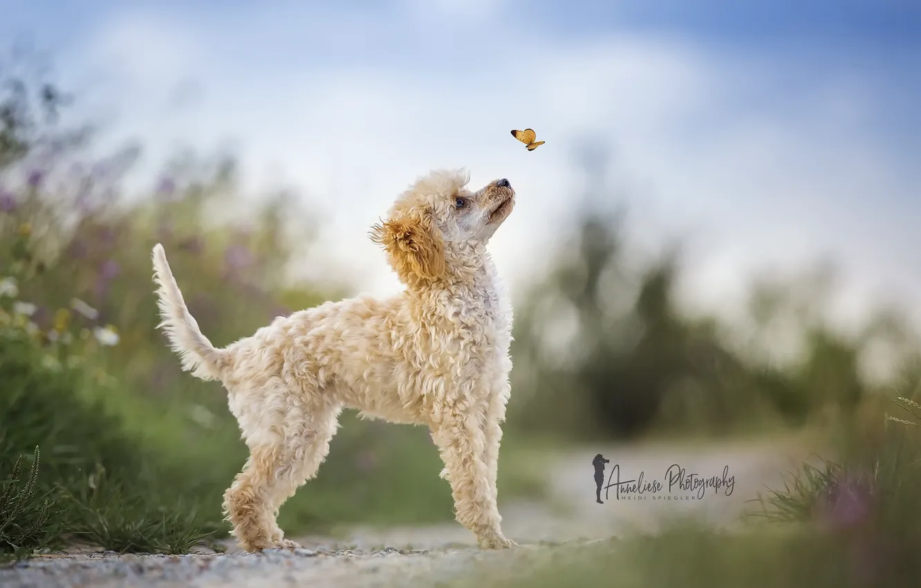 Фото обои природа, бабочка, собака