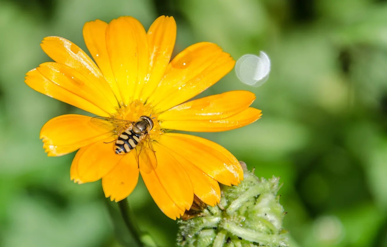 Фото обои цветок, солнце, пчела, ромашка, насекомое, шмель