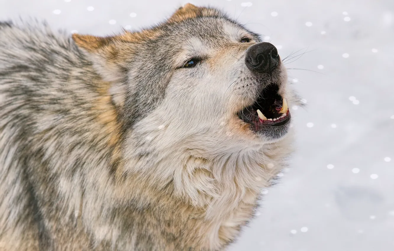 Фото обои снег, волк, хищник, вой