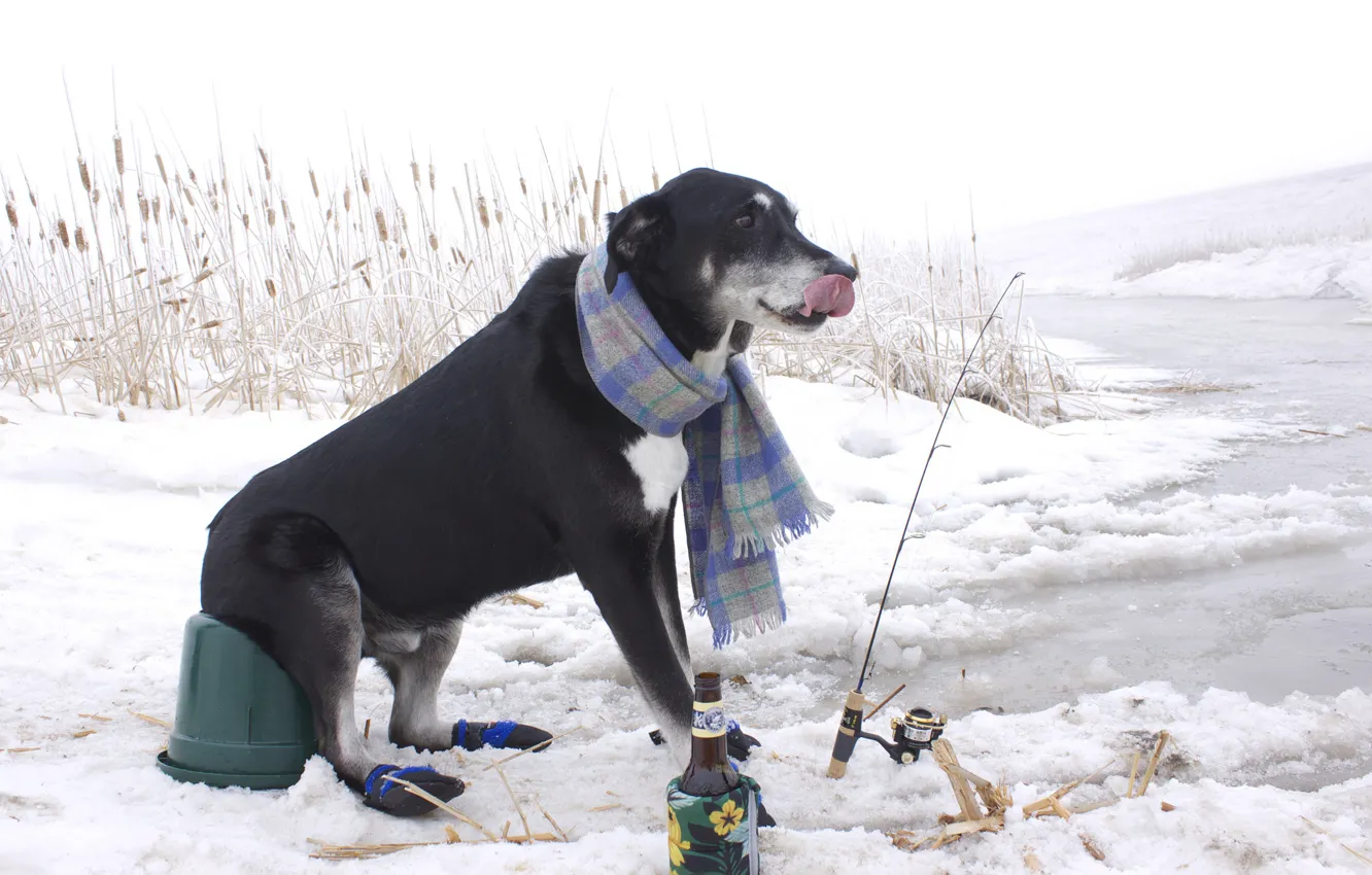 Фото обои зима, снег, рыбалка, бутылка, рыбак, шарф, камыш, удочка