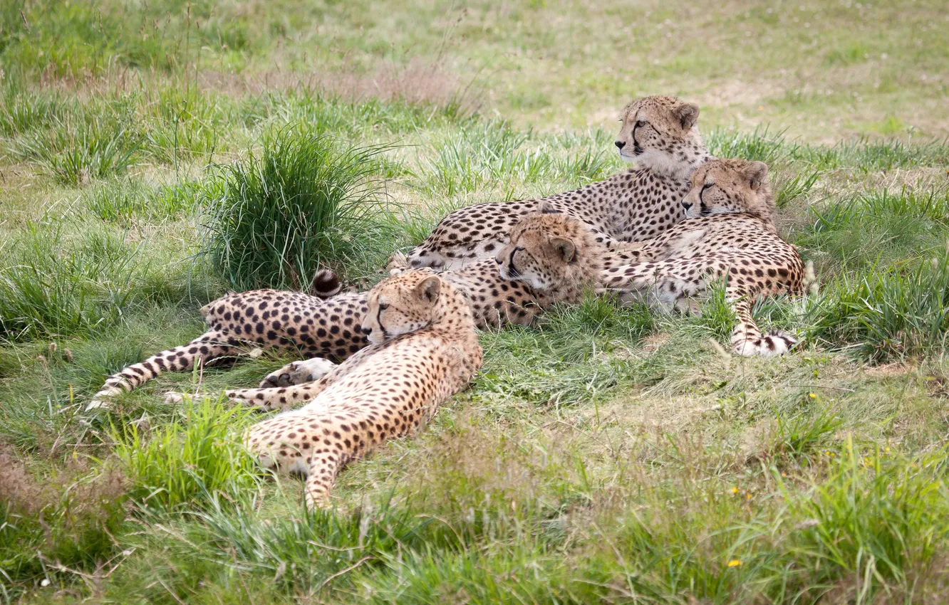 Фото обои трава, кошки, отдых, семья, гепарды