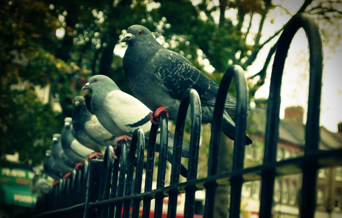 Фото обои город, забор, голуби