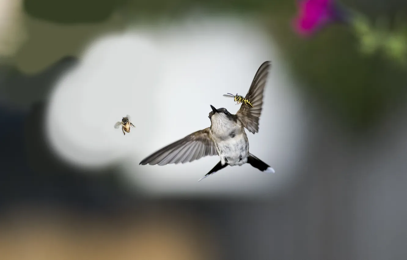 Фото обои насекомые, птица, колибри, пчелы