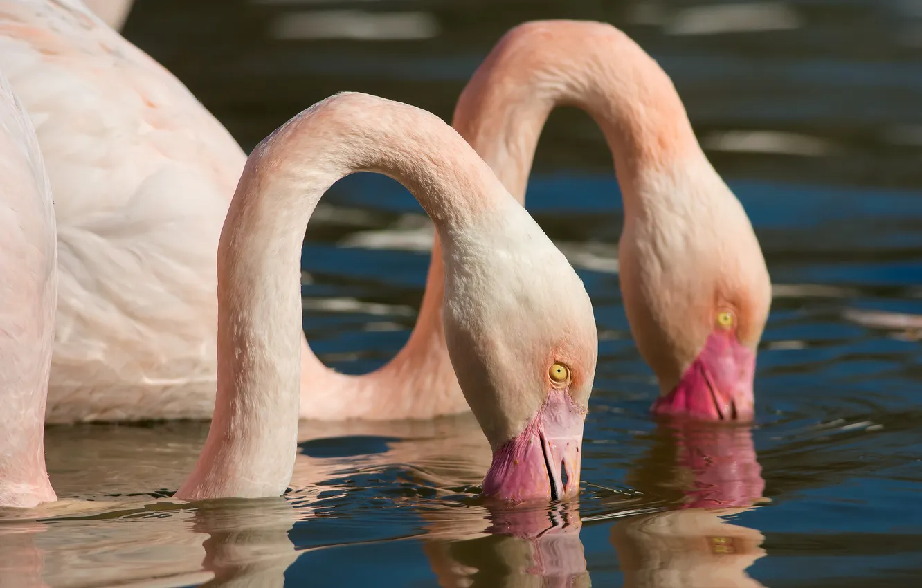 Фото обои птицы, природа, фламинго