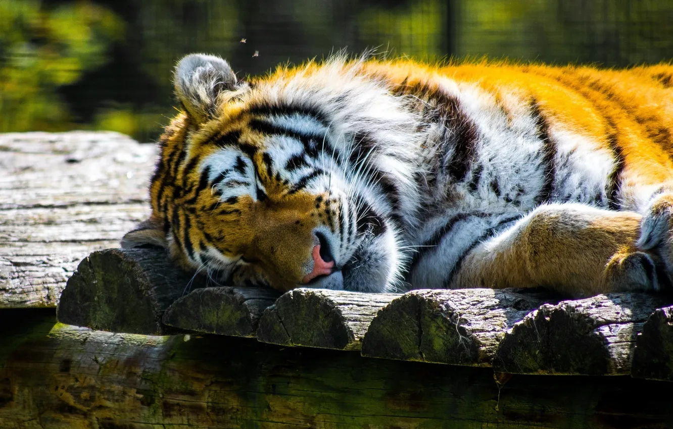Фото обои морда, тигр, отдых, сон, хищник, дикая кошка, зоопарк