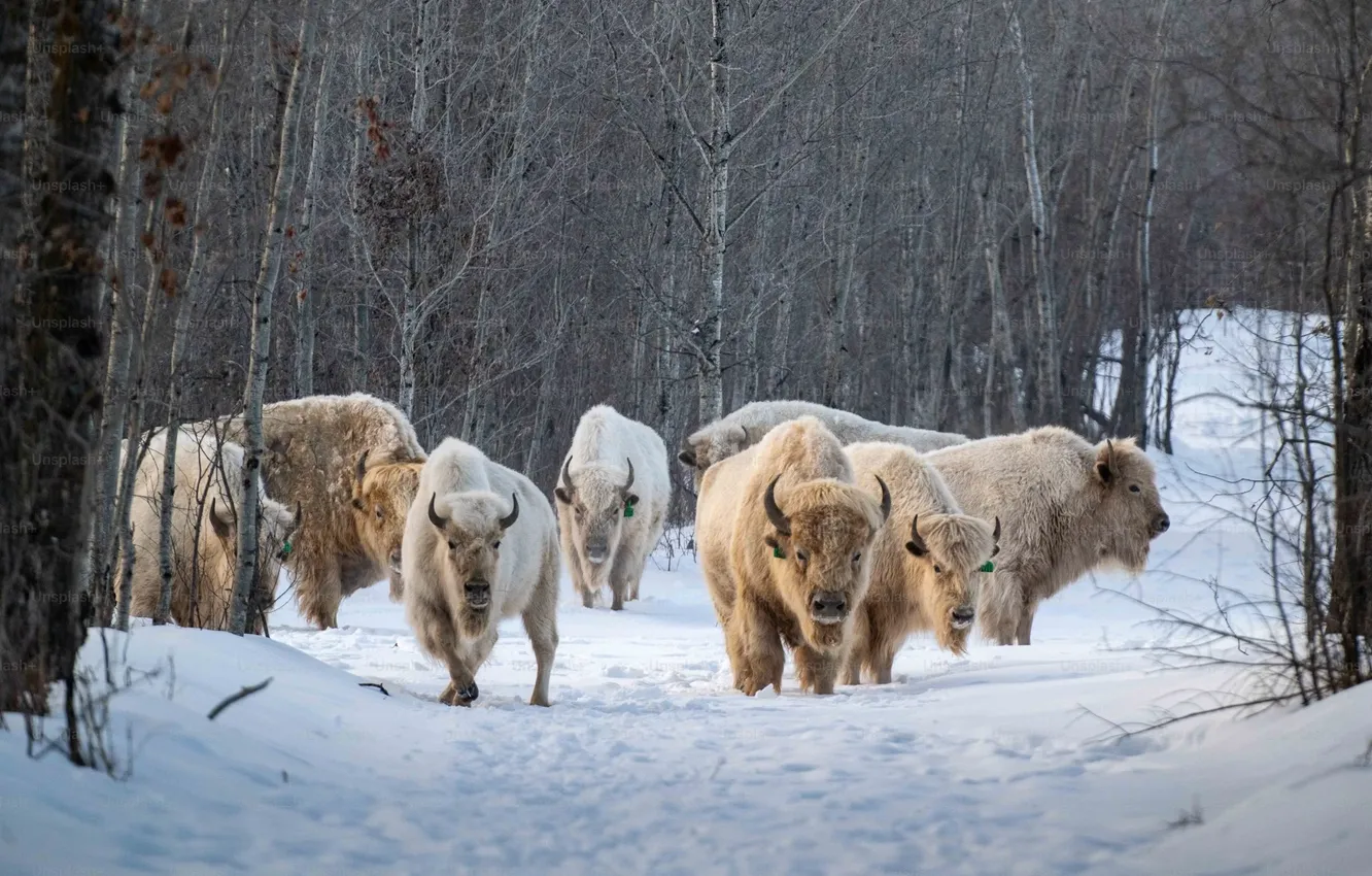 Фото обои animal, wildlife, buffalo, bison, white bisons, Plains bison