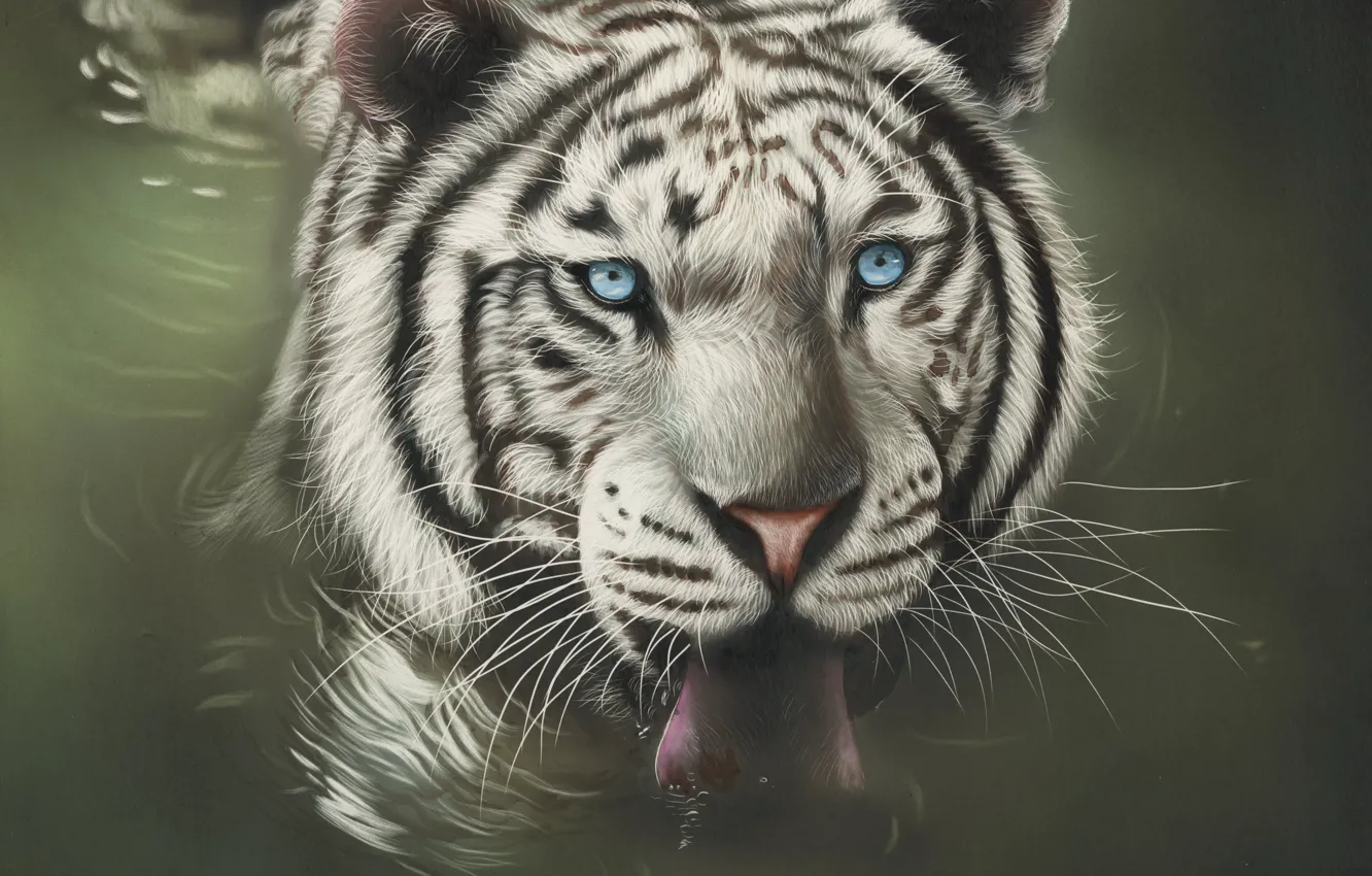 Фото обои вода, белый тигр, by shonechacko