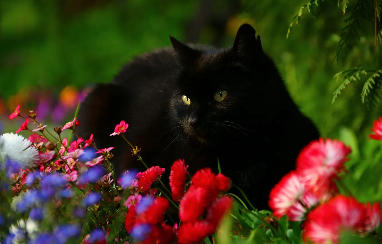 Фото обои кот, цветы, маргаритки, чёрный кот