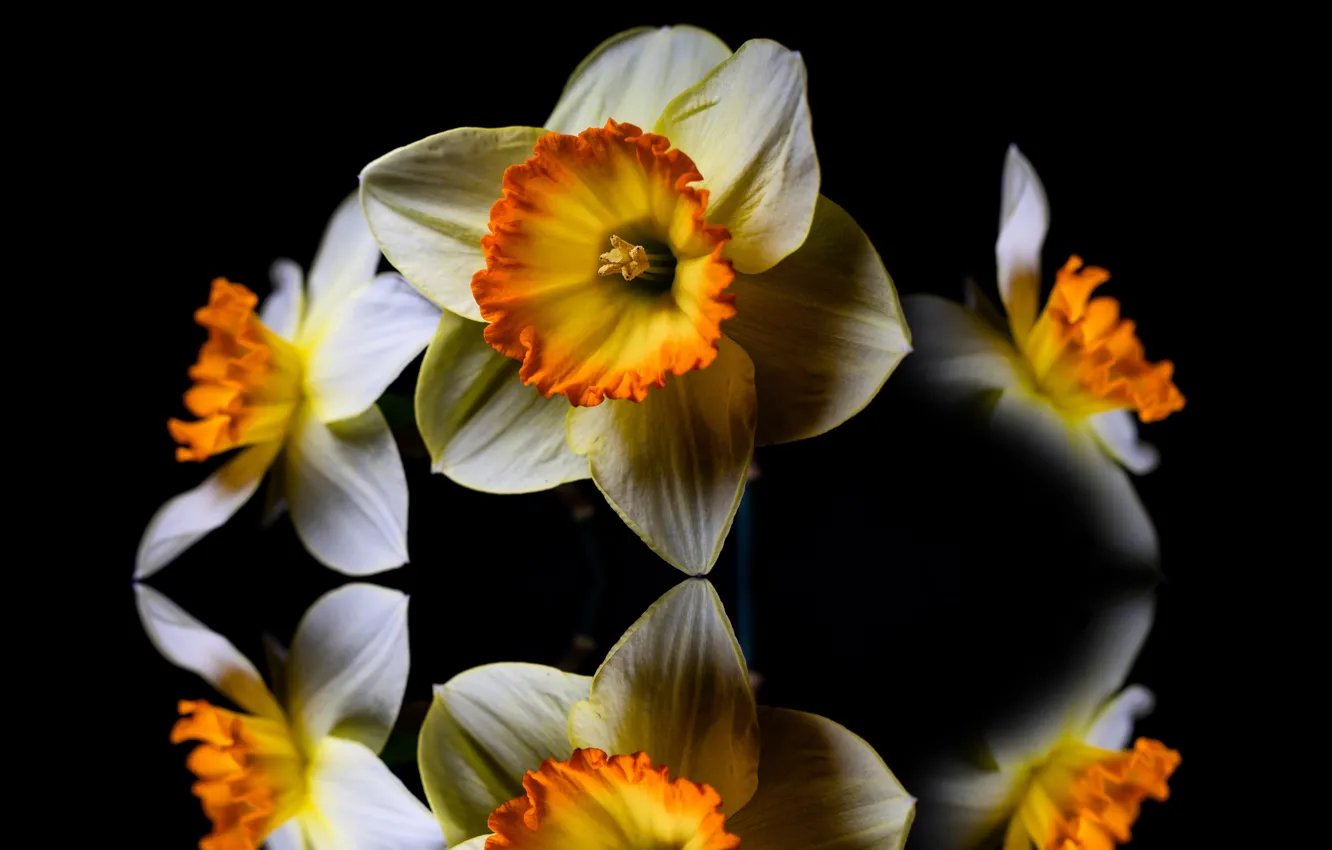 Фото обои flowers, petals, daffodils, reflection photography