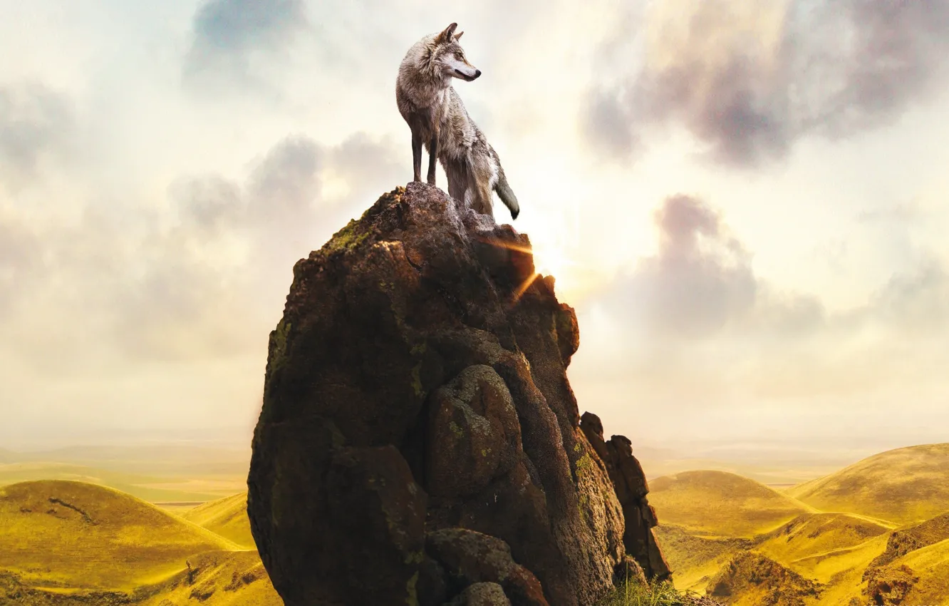 Фото обои rock, sky, clouds, sun, movie, animal, wolf, stones