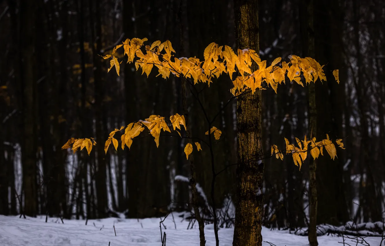 Фото обои зима, осень, лес, листья, снег, ветки, природа, листва