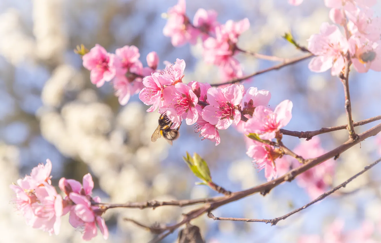Фото обои вишня, весна, сакура, цветение, pink, blossom, cherry, spring