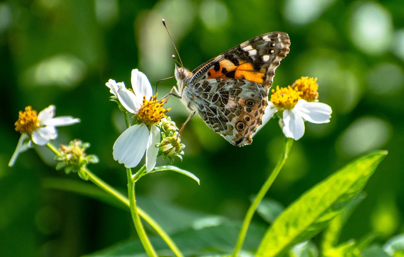 Фото обои бабочка, цветочки, butterfly