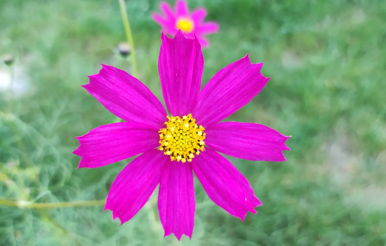 Фото обои цветы, природа, розовая, flower, nature, pink, авторское, космея