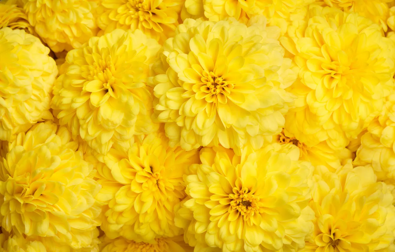 Фото обои цветы, желтые, хризантемы, много, фоен