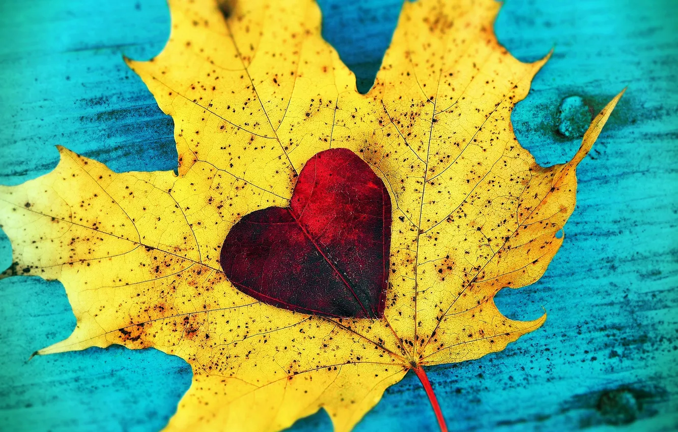 Фото обои листья, любовь, сердце, love, листопад, heart, autumn, leaves