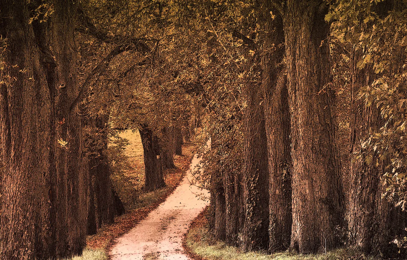 Фото обои дорога, лес, аллея