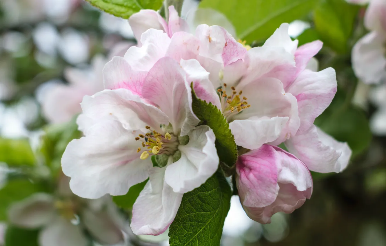 Фото обои макро, розовый, яблоня