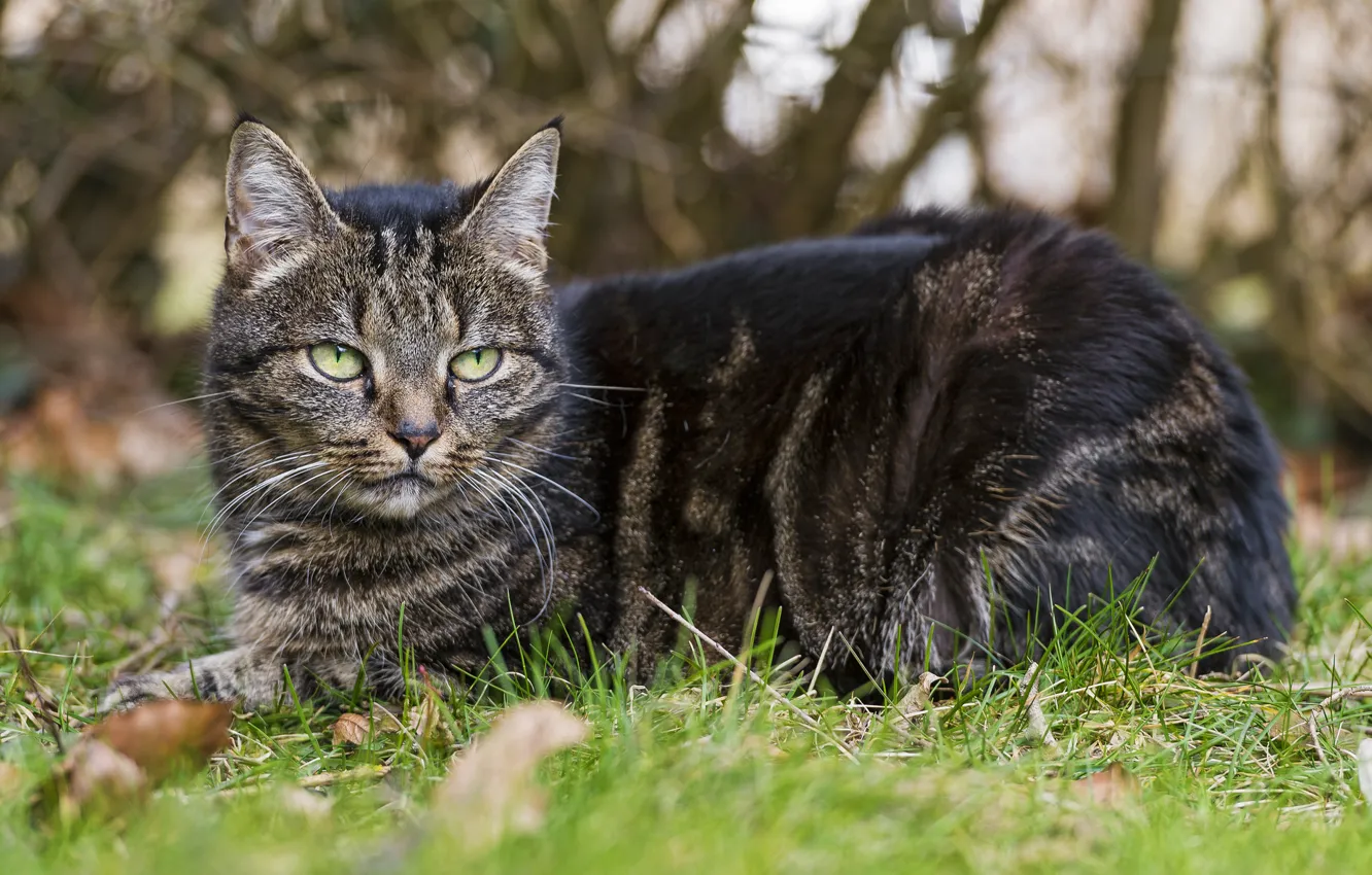 Фото обои кошка, трава, кот, взгляд, отдых, ©Tambako The Jaguar