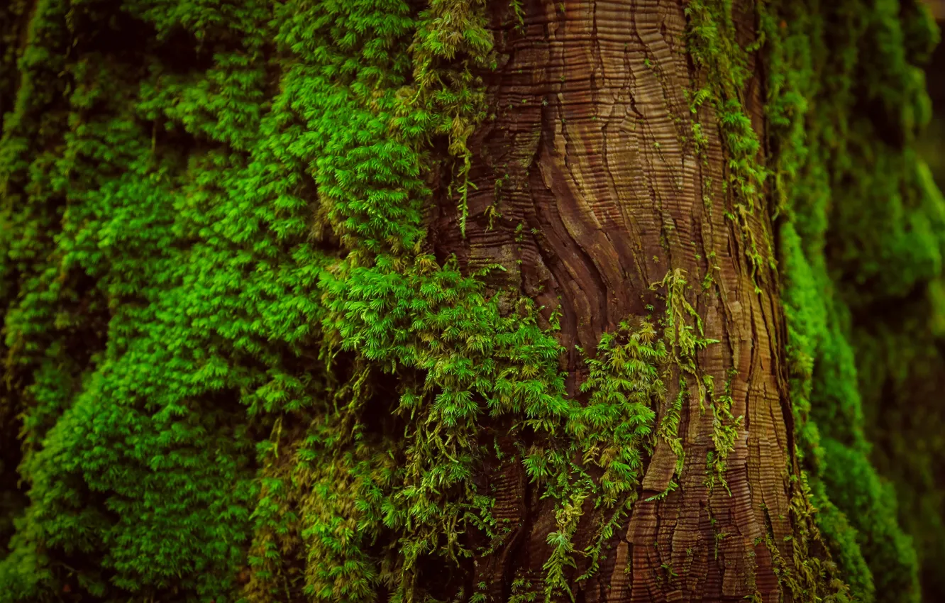 Фото обои макро, дерево, мох, ствол, кора