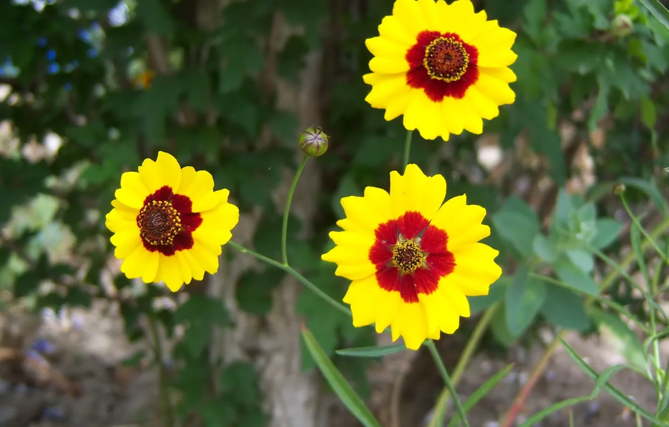Фото обои цветы, трио, Meduzanol ©, жёлто-коричневые
