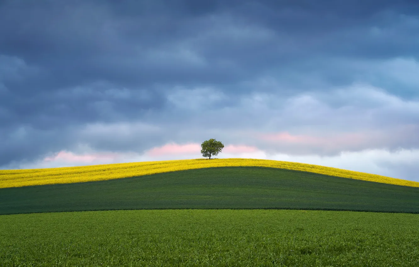 Фото обои поле, лето, деревья