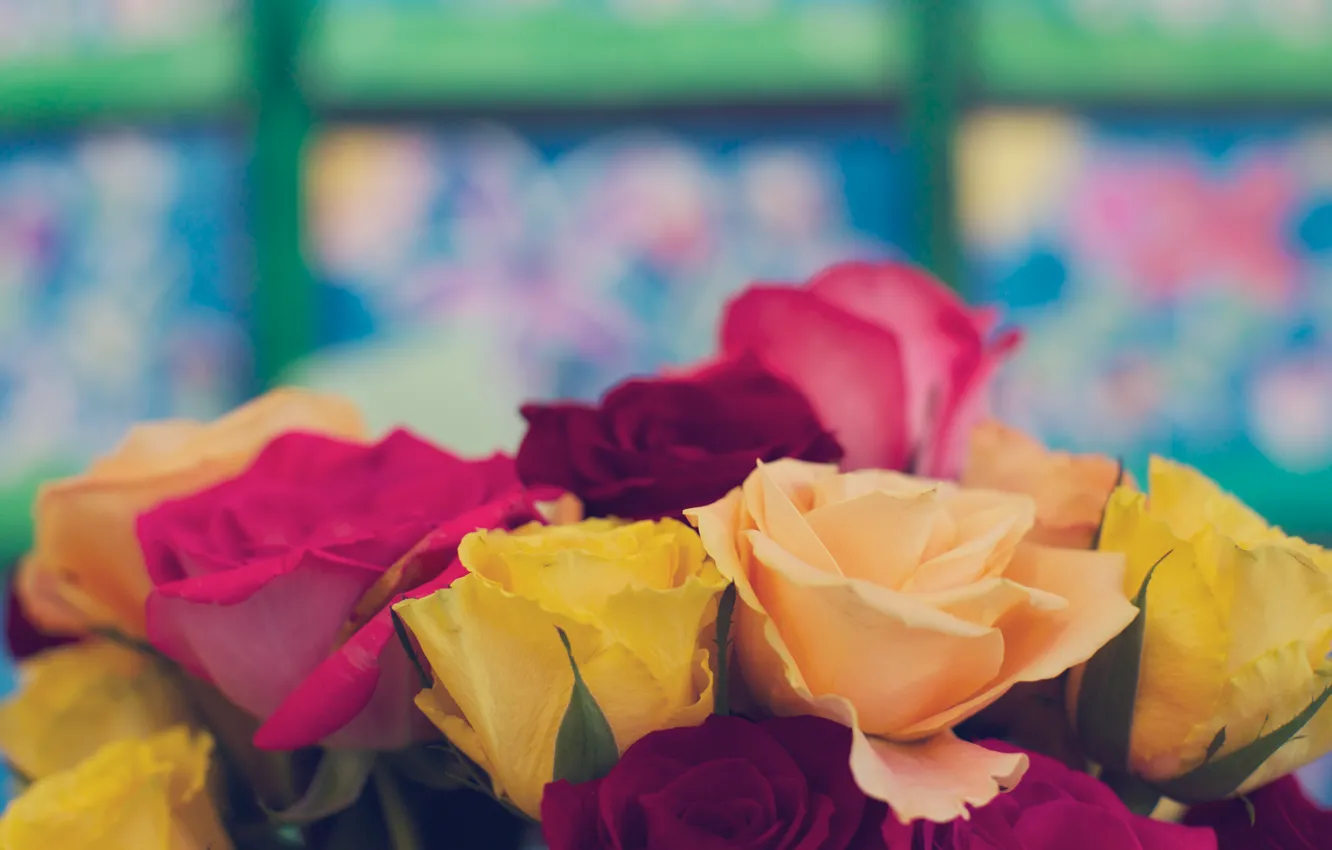 Фото обои цветы, розы, желтые, лепестки