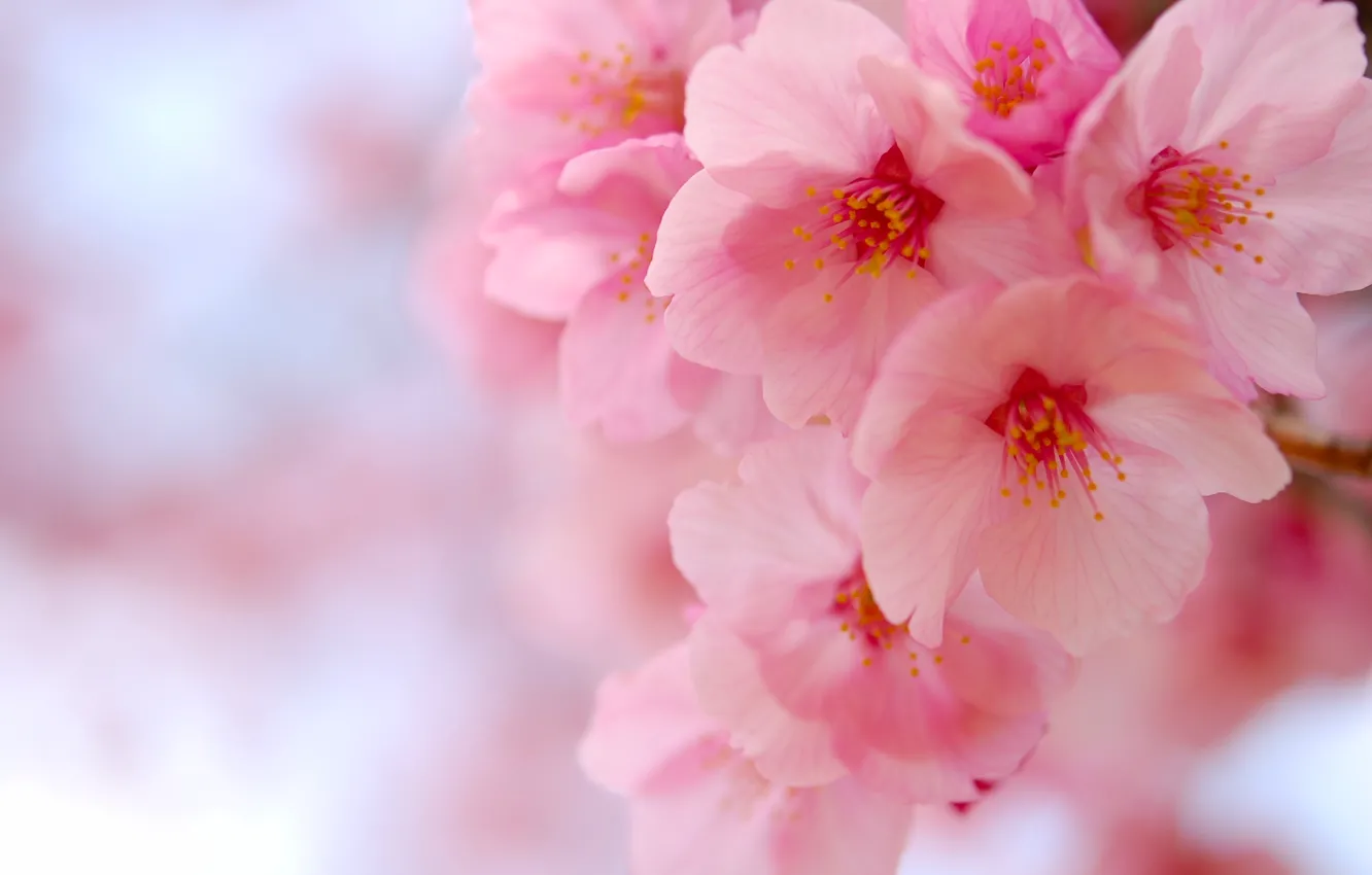 Фото обои макро, вишня, сакура, цветение, цветки