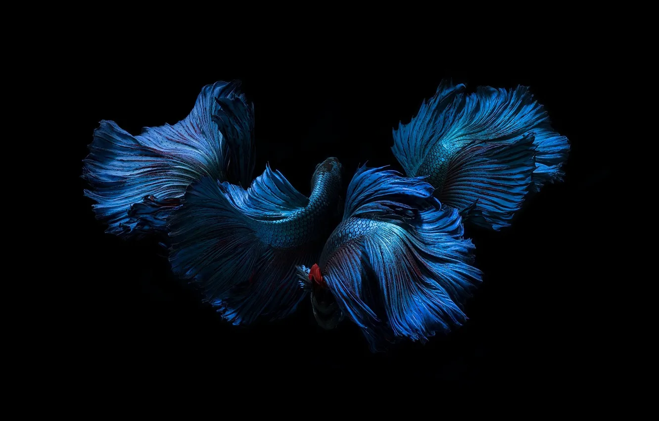 Фото обои синий, цвет, рыбка, черный фон, плавники, хвосты