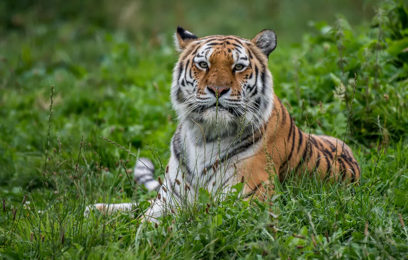 Фото обои трава, взгляд, тигр, портрет, хищник, дикая кошка