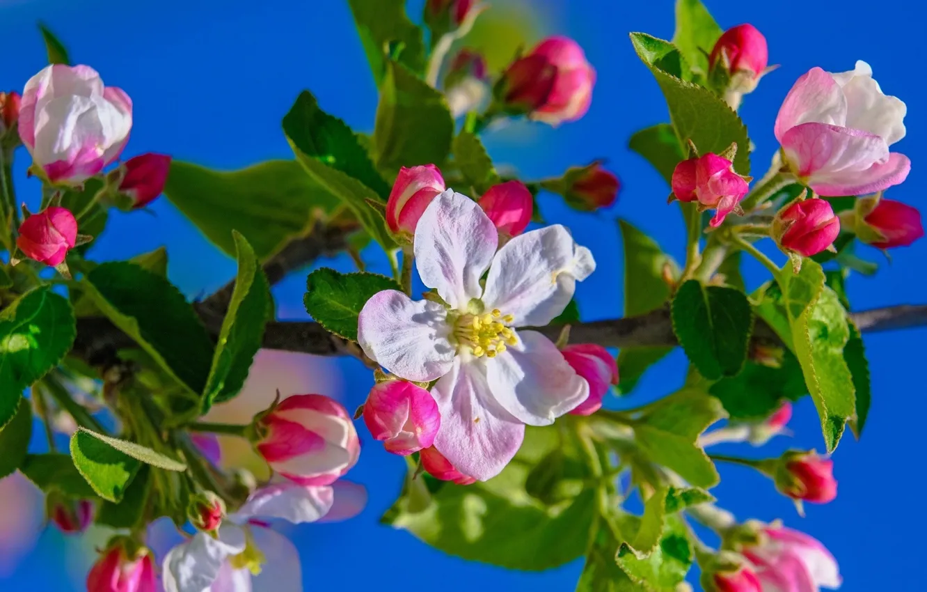 Фото обои цветы, ветки, дерево, весна, бутоны, яблоня в цвету
